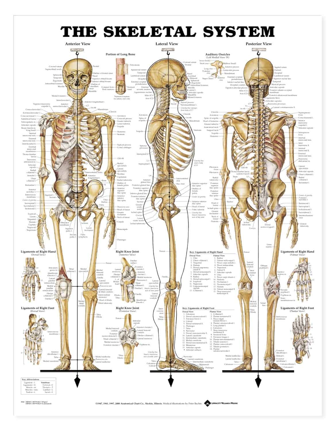 syaraf kejepit di bokong anatomi tulang badan manusia paz