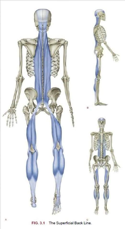 manusia otot dan daging 2